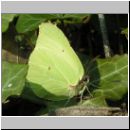 Gonepteryx rhamni - Zitronenfalter 05.jpg